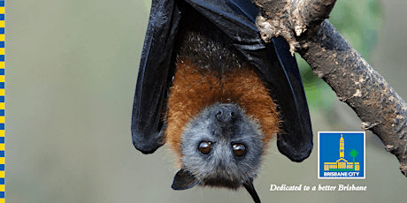 Night adventures: Debunking the myths - Beastly Bats! tickets