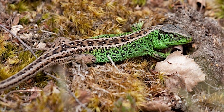 Introduction to UK amphibians and reptiles tickets