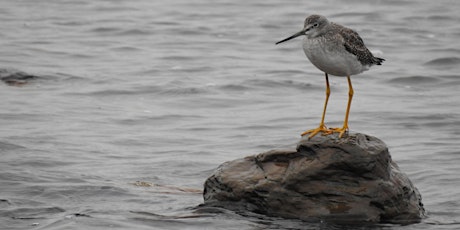 The Birds of Newfoundland: Shorebirds and Gamebirds tickets