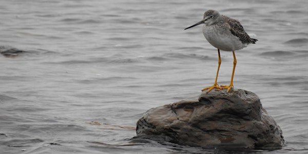 The Birds of Newfoundland: Shorebirds and Gamebirds