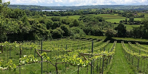 EVENT CANCELLED DUE TO COVID 19 - Limeburn Hill Vineyard Tour and Tasting primary image