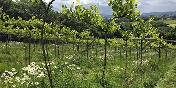 Introduction to Biodynamic Winegrowing, Bristol - 1 Day Workshop