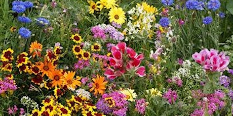 A Day of Agriculture and Arts-a community gathering at Coral Tree Farm to celebrate National Wildflower Week primary image