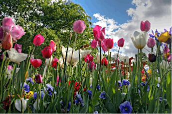 Floriade 2022 - The World Exhibition and Garden Festival in the Netherlands billets