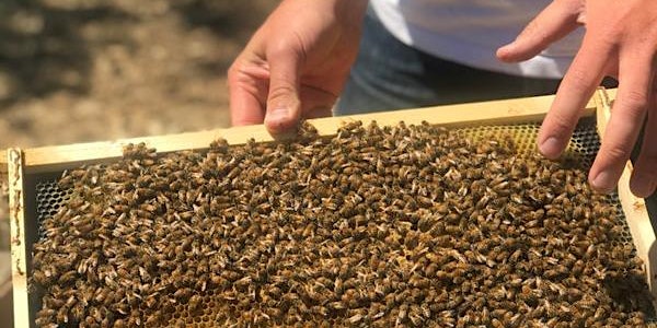 Basics of Beekeeping