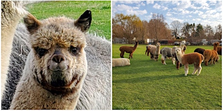 Holiday FARM tour at VINTAGE ALPACAS in Brooklyn Heights primary image