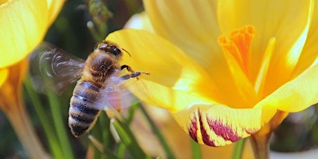What The Bees Know: Lessons From The Beehive primary image