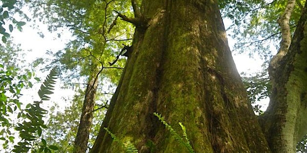 Earth Day 2016 Ancient Forest Walking Tour