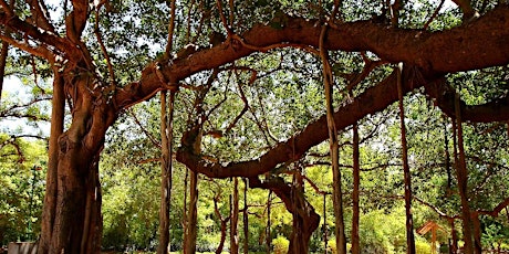 Eternal Forest through human unity in Auroville