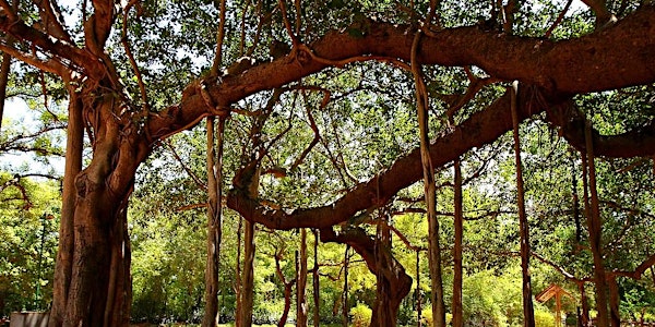 Eternal Forest through human unity in Auroville