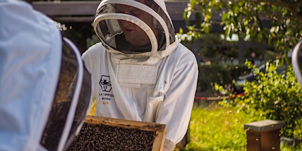 Offrez 3 heures d'initiation à l'apiculture