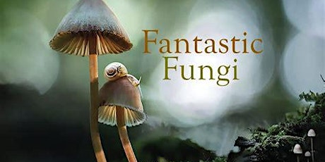Primaire afbeelding van Restorative Film Festival - Fantastic Fungi