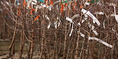 Bare-root Fruit Trees - Selection and Planting