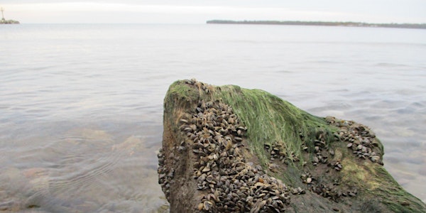 The role of dreissenid mussels in nutrient cycling