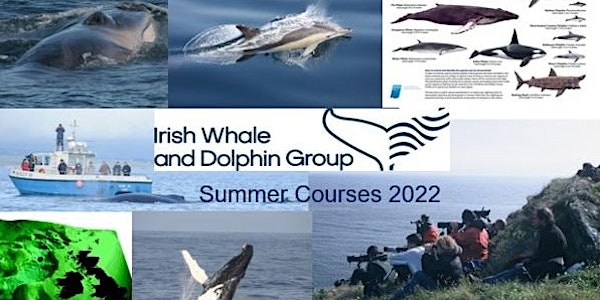 Irish Whale & Dolphin Group Weekend Whale Watching/Identification Course