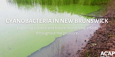 Hauptbild für Cyanobacteria in New Brunswick