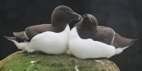 Immagine principale di The Birds of Scotland 