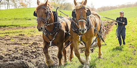 Plow Day 2022 - Open House featuring Plowing with Draft Horses and Oxen tickets