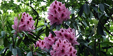 Rhododendron Walk through Park Wood primary image