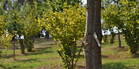 Truffle Hunt and Cooking Class in the Yarra Valley primary image