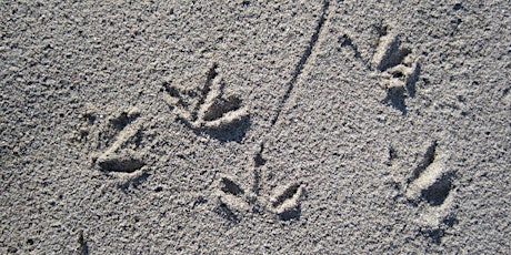 Beachcombing and sea-watching primary image