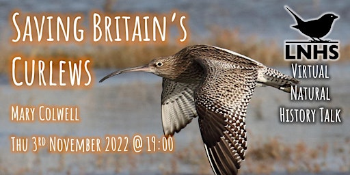 Saving Britain’s Curlews by Mary Colwell