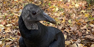 Hauptbild für Vulture Adventure