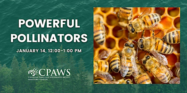 Powerful Pollinators: How Manitoba's Honeybees Help Feed Us
