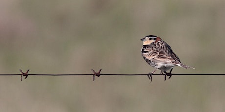 Winter Speaker Series - Prairie Birds of Manitoba tickets