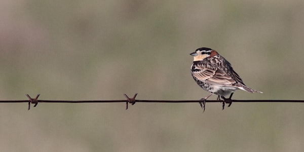 Winter Speaker Series - Prairie Birds of Manitoba