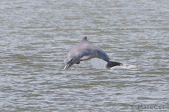 
		Virtual experience of dolphins discovery in Malaysia! image
