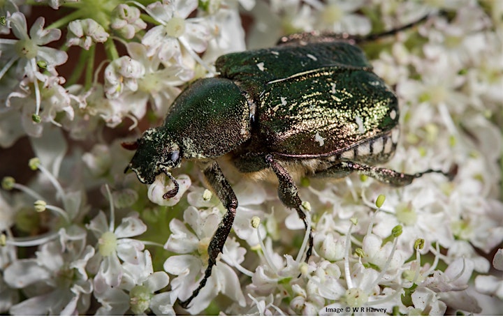 
		Monitoring Endangered Species of Beetle Using Pheromone Lures image

