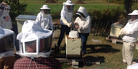 Beekeeping Workshop III: Inspection and Supering primary image