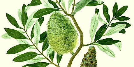 Launch & sale of rare Banks' Florilegium botanical art Kyneton primary image
