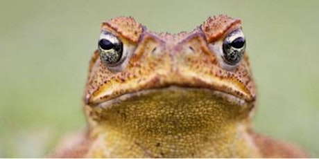 Cane Toad  Information Session primary image