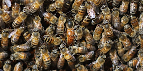 June - ONLINE Beginning Beekeeping Class at The Bee Store - Inspections tickets