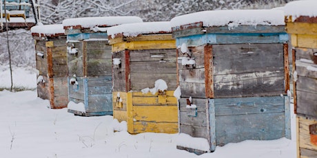 September - ONLINE Beekeeping - Prepping Honeybee Colonies for Winter