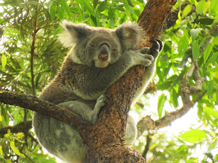 
		Spend time with Koalas! image
