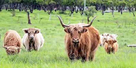 Scottish Highland Cattle Farm Visit tickets