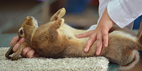Clay County 4-H Rabbit Showmanship Clinic tickets