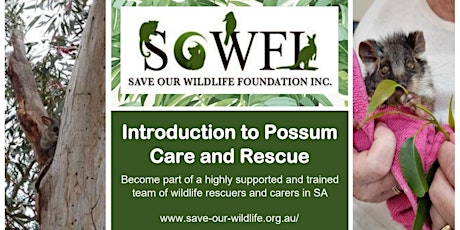 Introduction to Possum Rescue and Care tickets