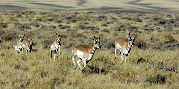 A Celebration of Yellowstone's Pronghorn in Gardiner