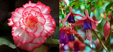 Begonia and Fuchsia Show tickets