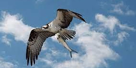 Amazing Ospreys! A Virtual Presentation primary image