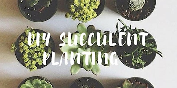 DIY Succulent Planting