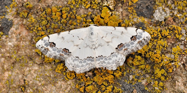 Moth- London Book Launch