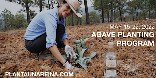Planta una Reina -  1 week Volunteer Agave Planting program in the Sierra