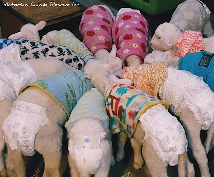 Fundraiser Buffet for VIC Lamb Rescue Animal Sanctuary image
