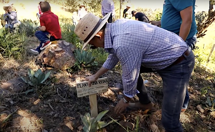 
		Planta una Reina -  1 week Volunteer Agave Planting program in the Sierra image
