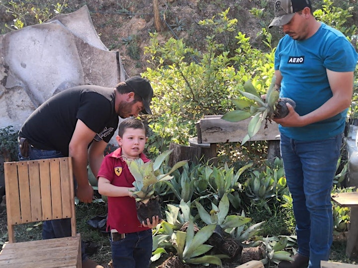 
		Planta una Reina -  1 week Volunteer Agave Planting program in the Sierra image
